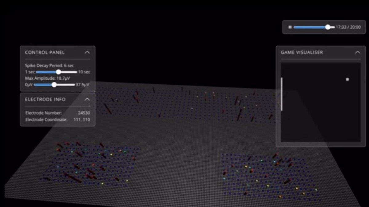 Mini-Brain Cells Are Learning Pong